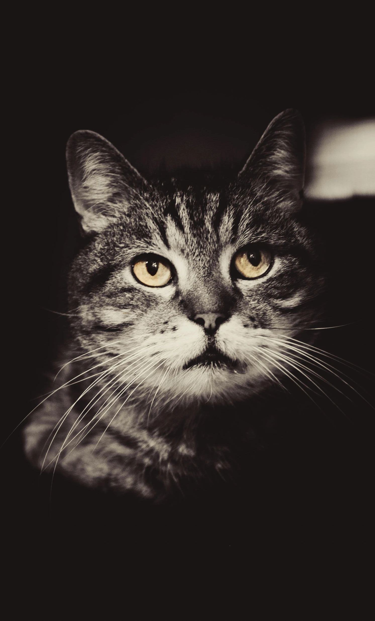 a black and white photo of a cat, unsplash, renaissance, portrait of garfield, with a white nose, medium format, getty images