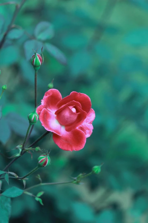 a close up of a flower on a plant, an album cover, inspired by Elsa Bleda, unsplash, small red roses, paul barson, green and pink, serene