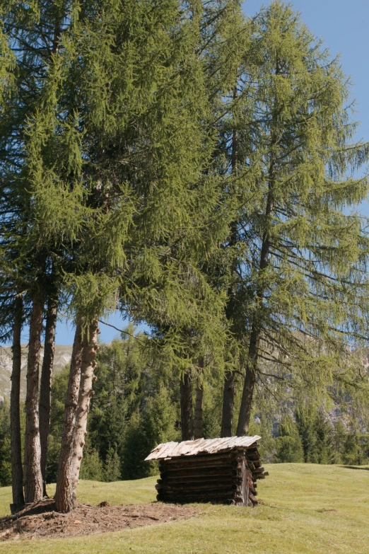 a small cabin sitting on top of a lush green field, les nabis, tall pine trees, atlach - nacha, bench, 1450