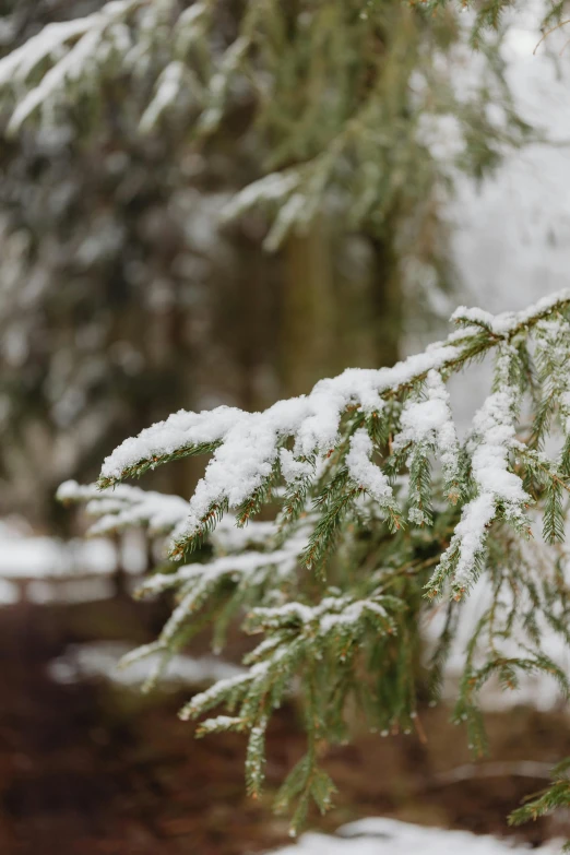 a branch of a tree covered in snow, in serene forest setting, slide show, pine trees in the background, food
