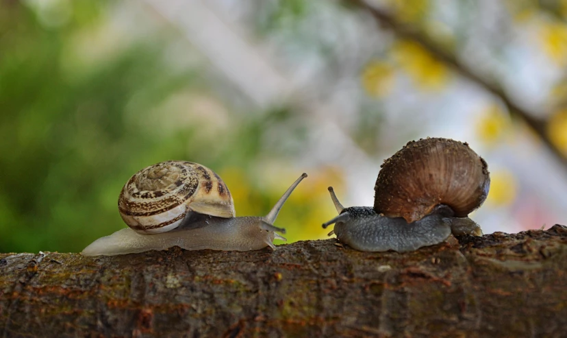 a couple of snails sitting on top of a tree branch, pexels contest winner, 🦩🪐🐞👩🏻🦳, spiral, slide show, permaculture