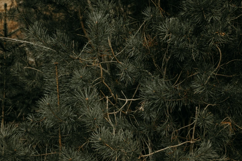 a fire hydrant sitting in the middle of a forest, an album cover, inspired by Elsa Bleda, unsplash, hurufiyya, many thick dark knotted branches, texture detail, single pine, alessio albi