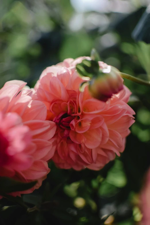 a close up of a bunch of pink flowers, lush surroundings, in shades of peach, exterior shot, napa