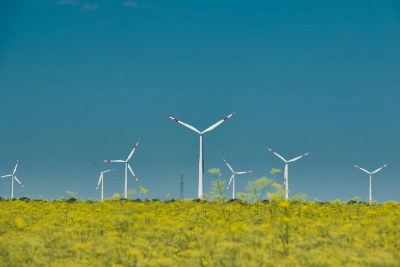 wind turbines in a field of yellow flowers, by Adam Marczyński, pexels contest winner, blue sky, avatar image