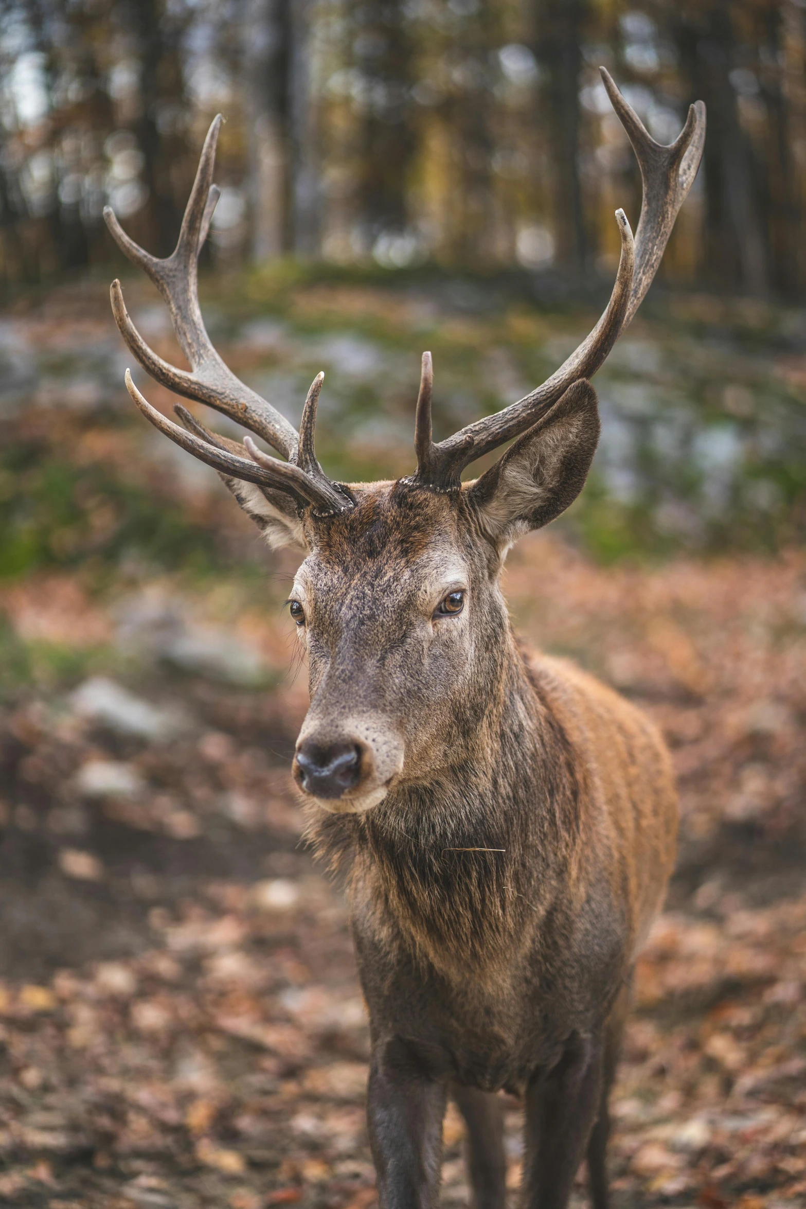 a deer standing in the middle of a forest, facing the camera