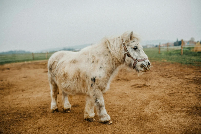 a small white pony standing on top of a dirt field, by Emma Andijewska, trending on unsplash, baroque, muddy fur, 4yr old, on a cloudy day, dirt - stained skin