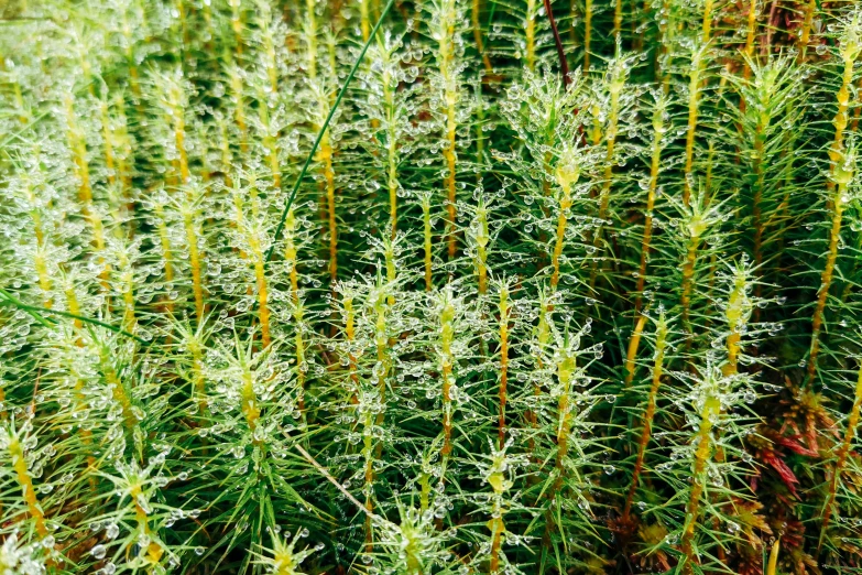 a close up of a plant with water droplets on it, hurufiyya, crowd of longhairs, many interstellar plants, moss highly detailed, yellow spiky hair