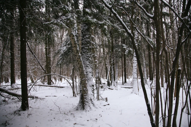 a snow covered forest filled with lots of trees, a picture, february), ((forest))