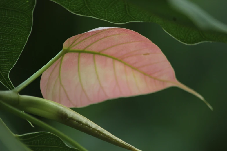 a close up of a leaf on a tree, inspired by Carpoforo Tencalla, unsplash, hurufiyya, light pink, paul barson, tropical flower plants, pale red