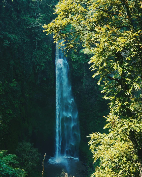 a waterfall in the middle of a lush green forest, inspired by Elsa Bleda, unsplash contest winner, hurufiyya, with a tall tree, festivals, overlooking, portland oregon