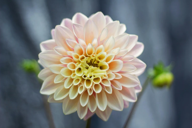 a close up of a flower with a blurry background, in shades of peach, dahlias, pale pastel colours, albino dwarf