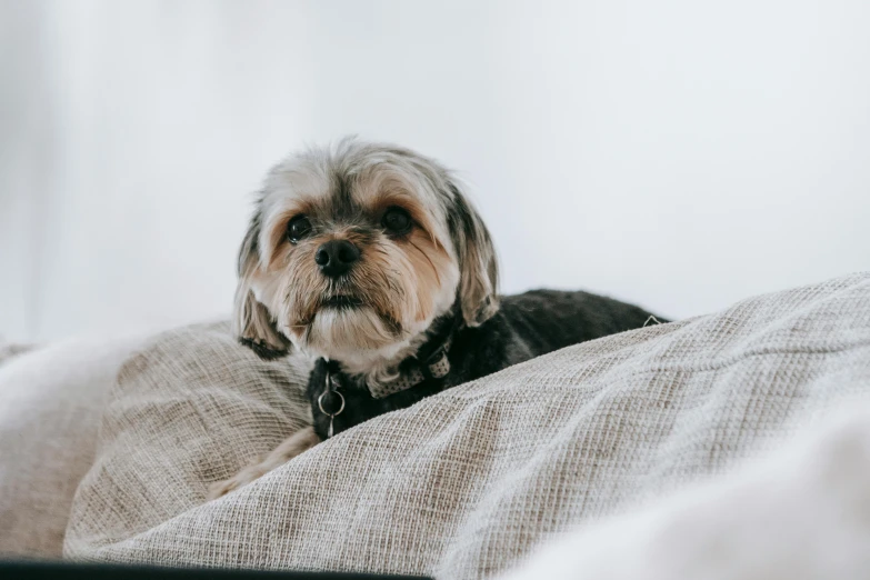 a small dog sitting on top of a couch, by Emma Andijewska, trending on unsplash, bedhead, grey, bark for skin, on a white table