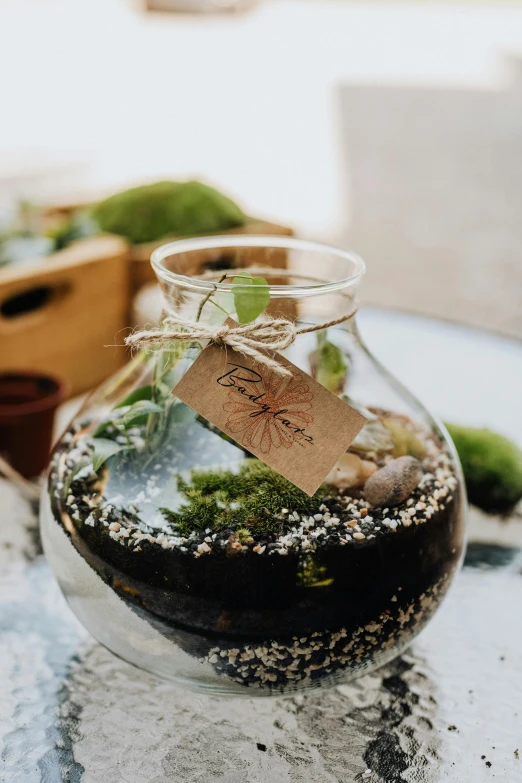 a glass vase filled with plants sitting on top of a table, moss ball, highly detailed labeled, petite, black in