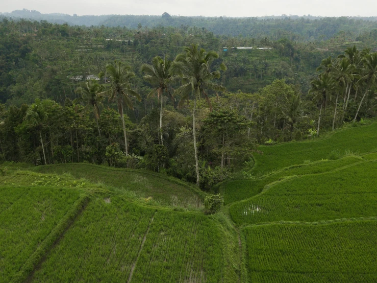 a lush green field with palm trees in the background, by Jessie Algie, pexels contest winner, sumatraism, staggered terraces, nadav kander, panorama distant view, helio oiticica