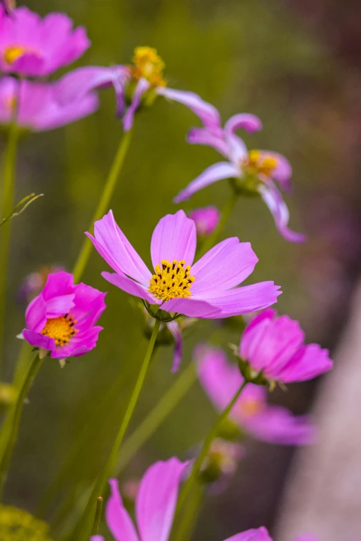 a group of pink flowers sitting on top of a lush green field, by Sven Erixson, miniature cosmos, loosely cropped, australian wildflowers, purple and yellow