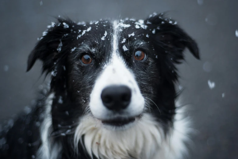 a black and white dog covered in snow, by Will Ellis, pexels contest winner, closeup 4k, border collie, geometrically realistic, on grey background