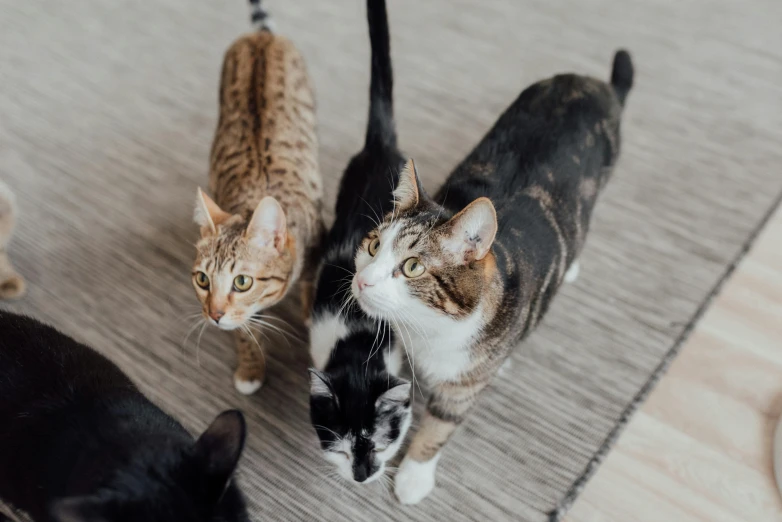 a group of cats standing on top of a wooden floor, trending on unsplash, avatar image, pov photo