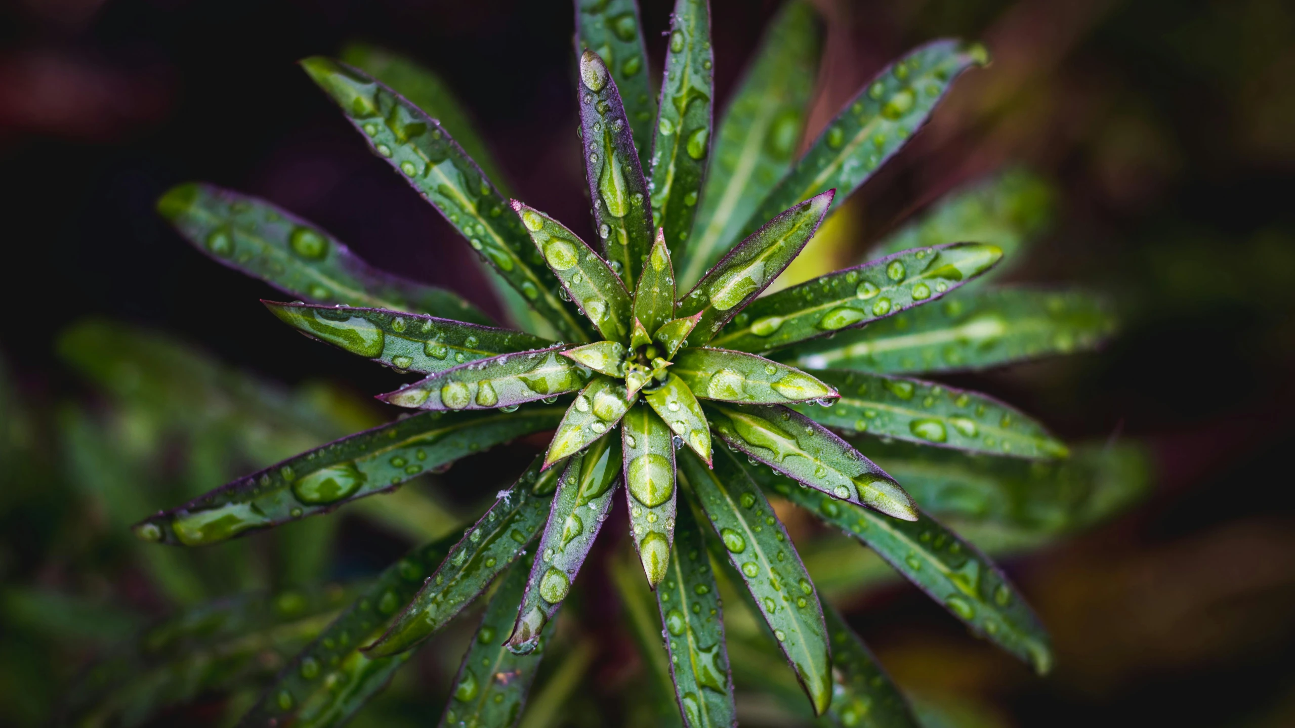 a close up of a plant with water droplets on it, unsplash, spiky tentacles, shot on sony a 7 iii, avatar image, a high angle shot