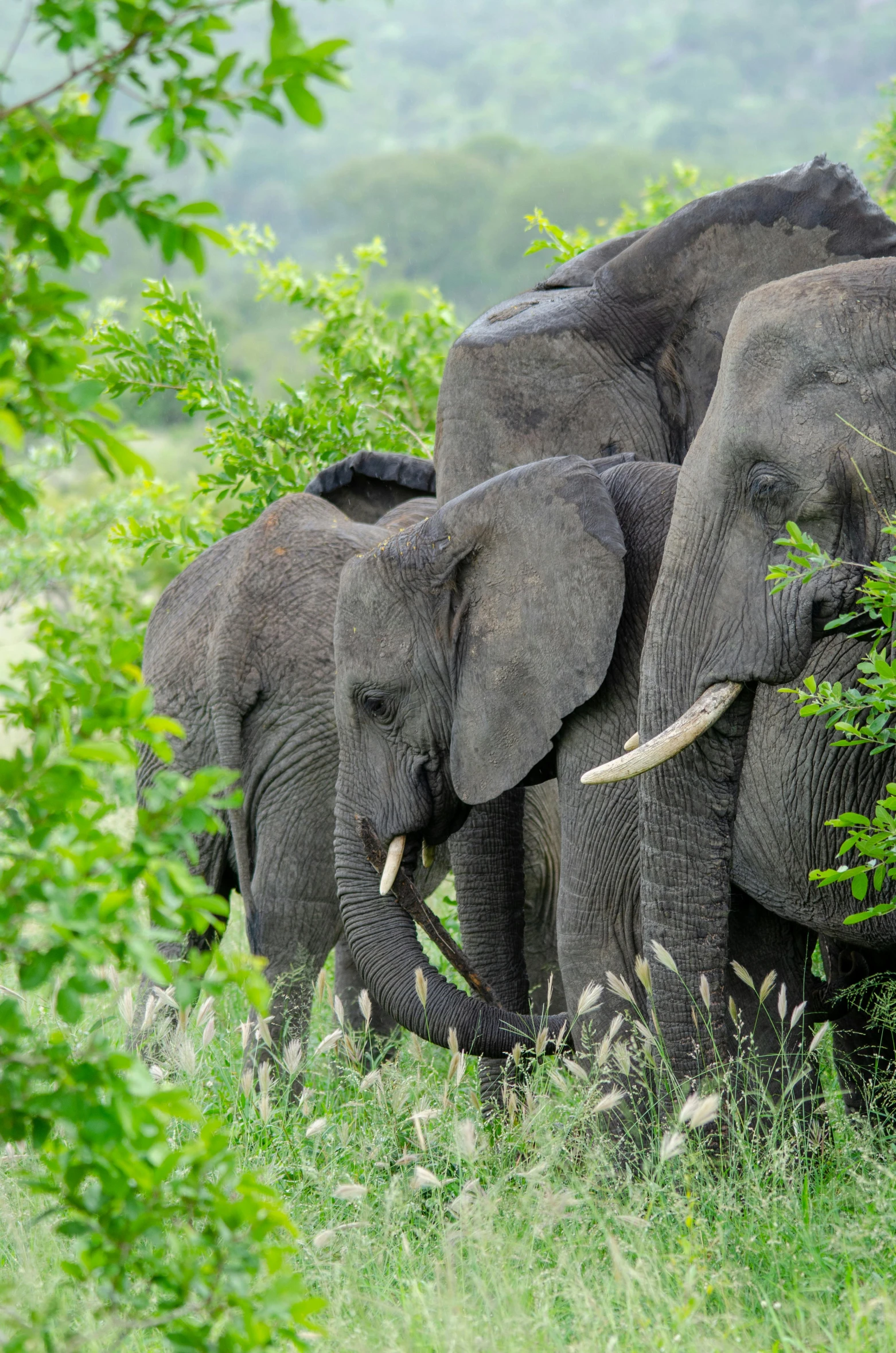 a herd of elephants standing on top of a lush green field, sheltering under a leaf, slide show, photograph