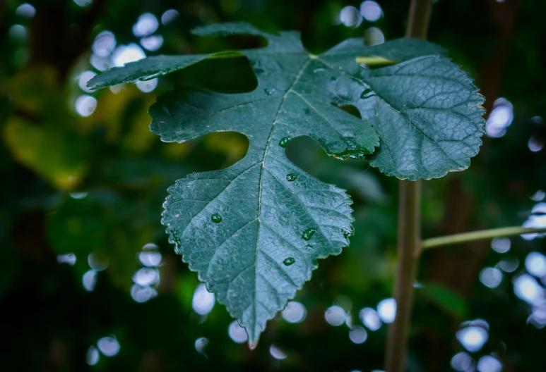 a close up of a leaf with water droplets on it, unsplash, hurufiyya, fig leaves, low detailed, sycamore, high quality image”