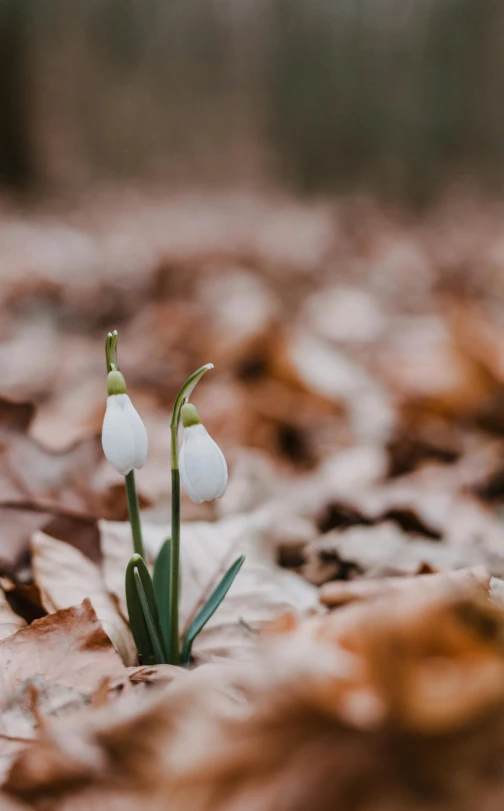 a small white flower growing out of a pile of leaves, by Andries Stock, unsplash, winter forest, tulip, low quality photo, ermine