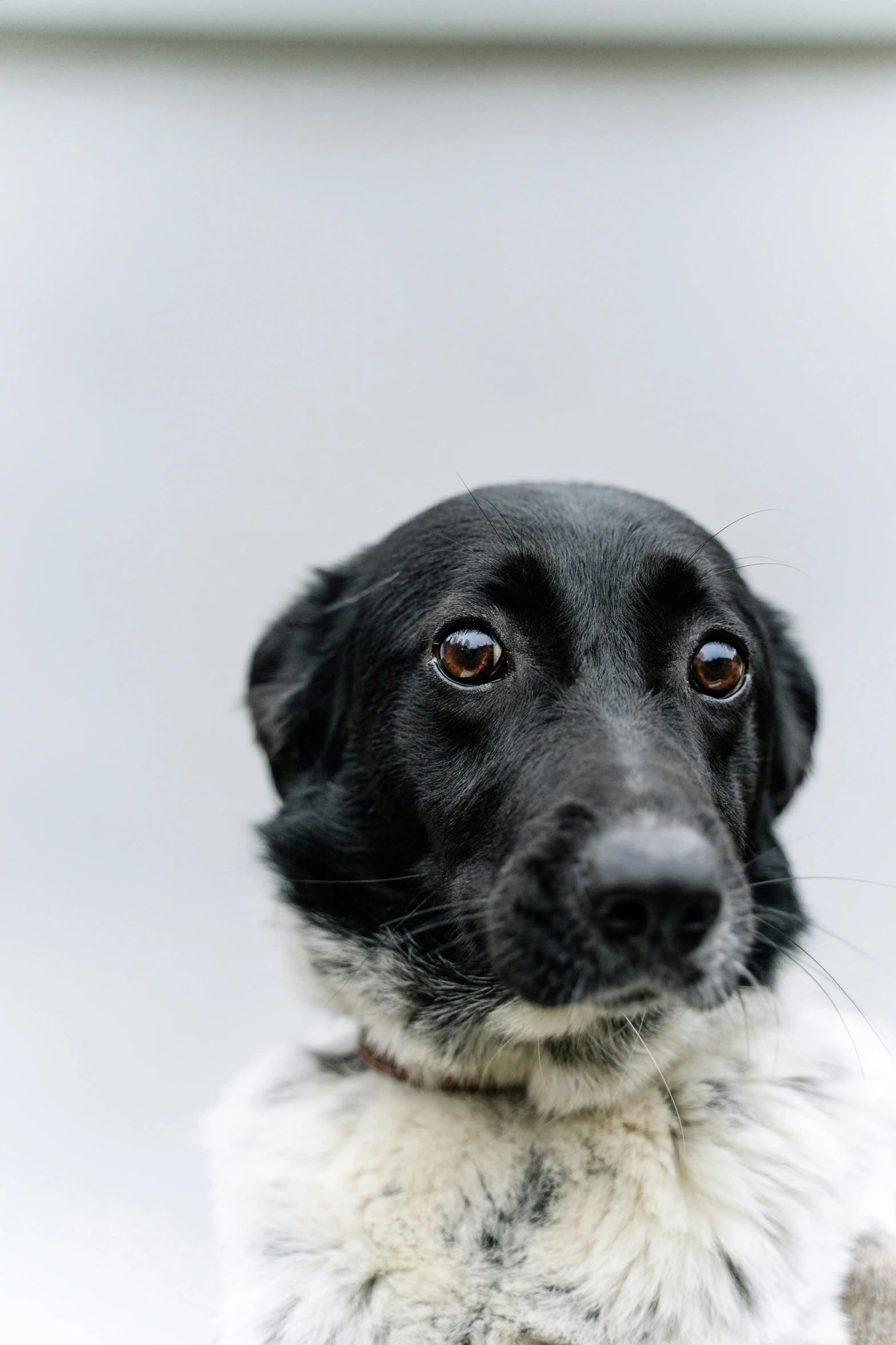 a black and white dog looking at the camera, unsplash, minimalism, multiple stories, on clear background, worried, high-resolution photo