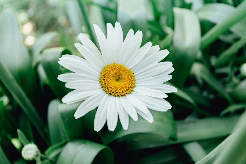 a close up of a white flower with a yellow center, unsplash, chamomile, instagram picture, full frame image, gardening