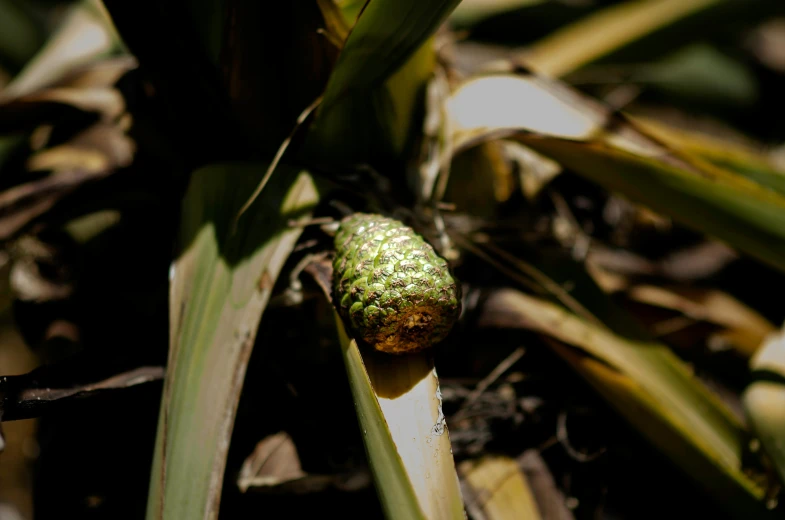 a close up of a pineapple on a tree, hop cone juice, thumbnail, documentary photo, small