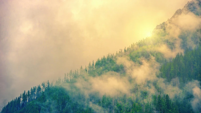 a herd of cattle grazing on top of a lush green hillside, inspired by Elsa Bleda, trending on unsplash, romanticism, glowing colorful fog, psychedelic lush pine forest, yellow volumetric fog, nature photo