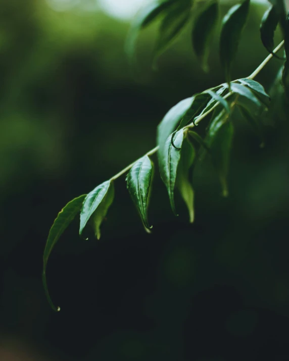 a close up of a leaf on a tree, inspired by Elsa Bleda, trending on pexels, sumatraism, willow plant, lgbtq, while it's raining, it\'s name is greeny