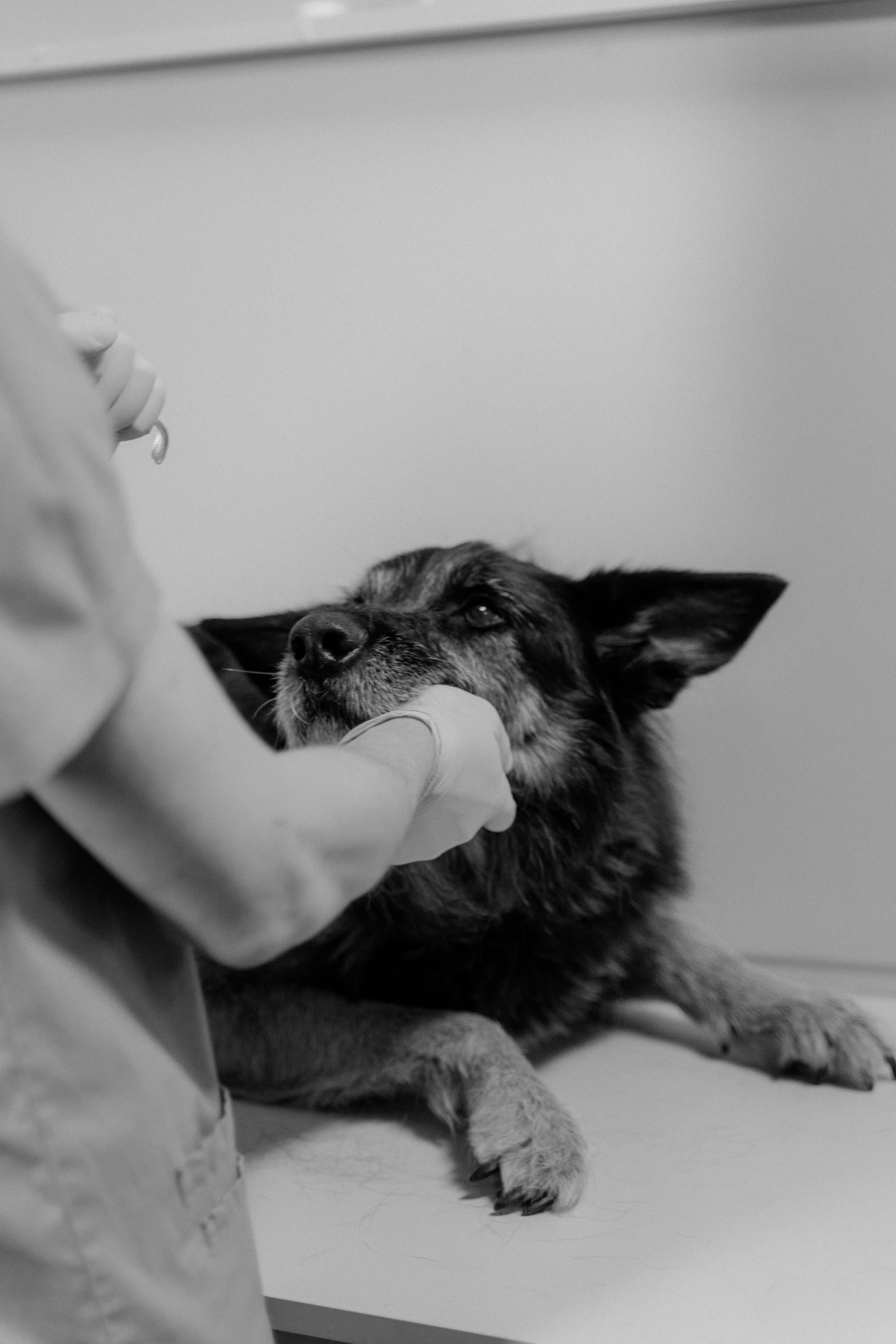 a black and white photo of a dog being examined, by Emma Andijewska, about to consume you, chozo, comforting, mouth shut