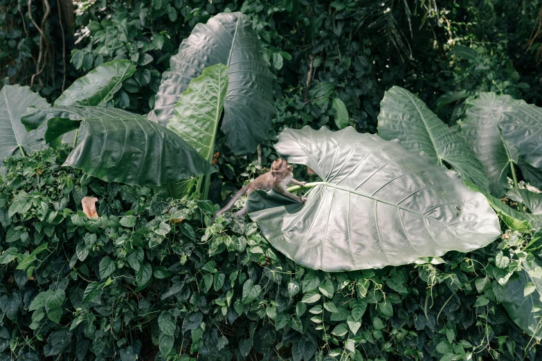 a large leaf sitting on top of a lush green field, by Elsa Bleda, sumatraism, a plant monster, grey, ignant, tarsier