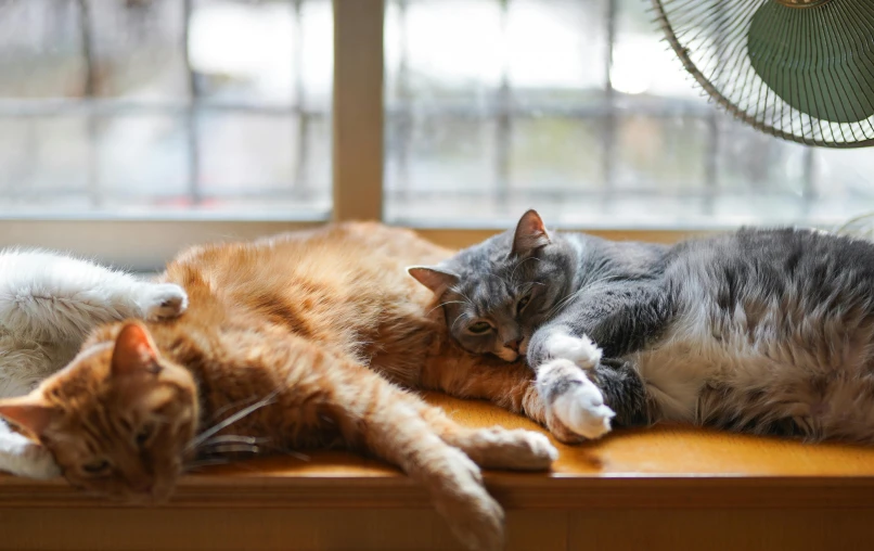 a couple of cats laying on top of a window sill, pexels contest winner, on a wooden desk, fan favorite, gray and orange colours, jen atkin