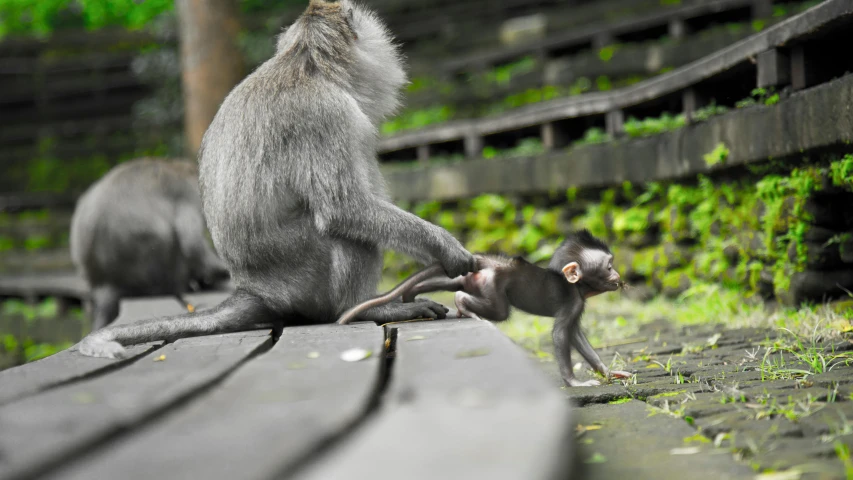 a monkey sitting on top of a wooden bench next to a baby monkey, by Basuki Abdullah, pexels contest winner, sumatraism, crawling on the ground, grey, slide show, reaching out to each other