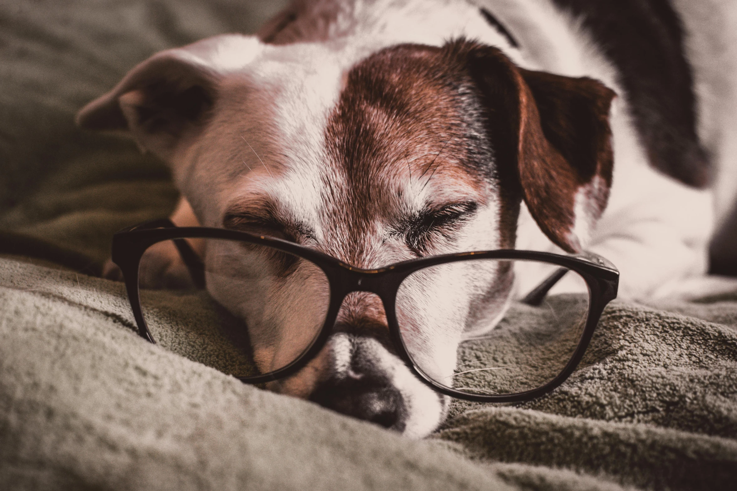 a dog wearing glasses laying on a bed, trending on pexels, aged 13, chemistry, an ancient, sleepers