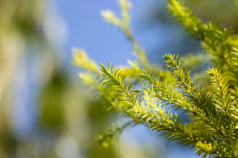 a close up of a branch of a tree, by Jan Rustem, unsplash, hurufiyya, evergreen branches, avatar image, blue sky, shot on sony a 7