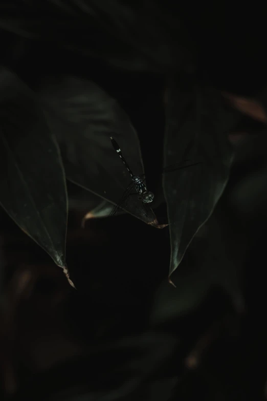 a close up of a leaf with water droplets on it, inspired by Elsa Bleda, unsplash contest winner, hurufiyya, night in a dark forest, that looks like a insect, low quality footage, low quality photo