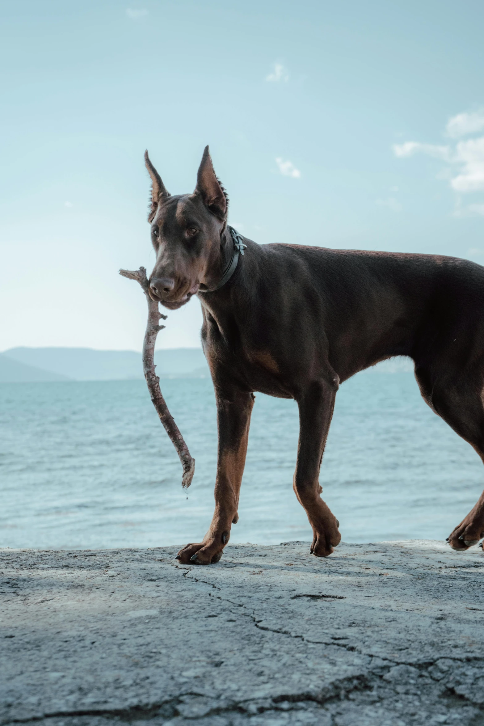 a dog standing on top of a rock next to the ocean, with a tentacle - shaped tongue, long arm, mid-shot of a hunky, cane