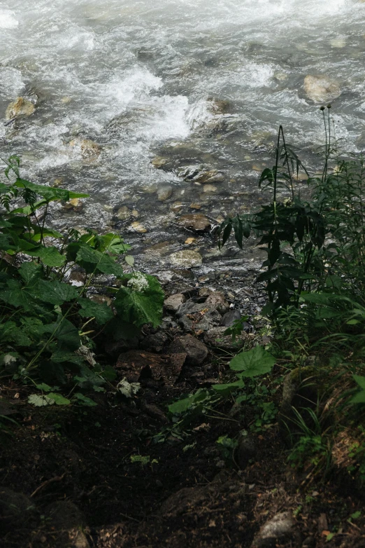 a red fire hydrant sitting next to a river, by Muggur, hurufiyya, lots of vegetation, white water rapids, panorama shot, low quality photograph