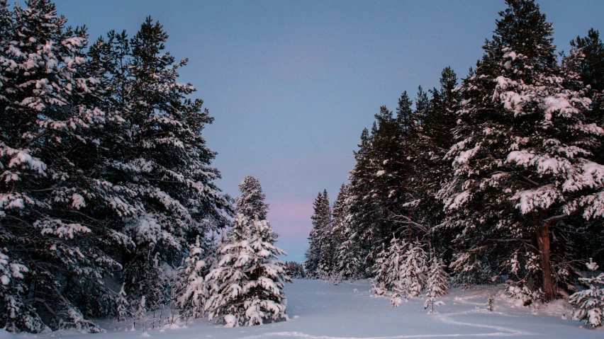 a man riding skis down a snow covered slope, by Jaakko Mattila, pexels contest winner, romanticism, long violet and green trees, late evening, trees outside, winter blue drapery