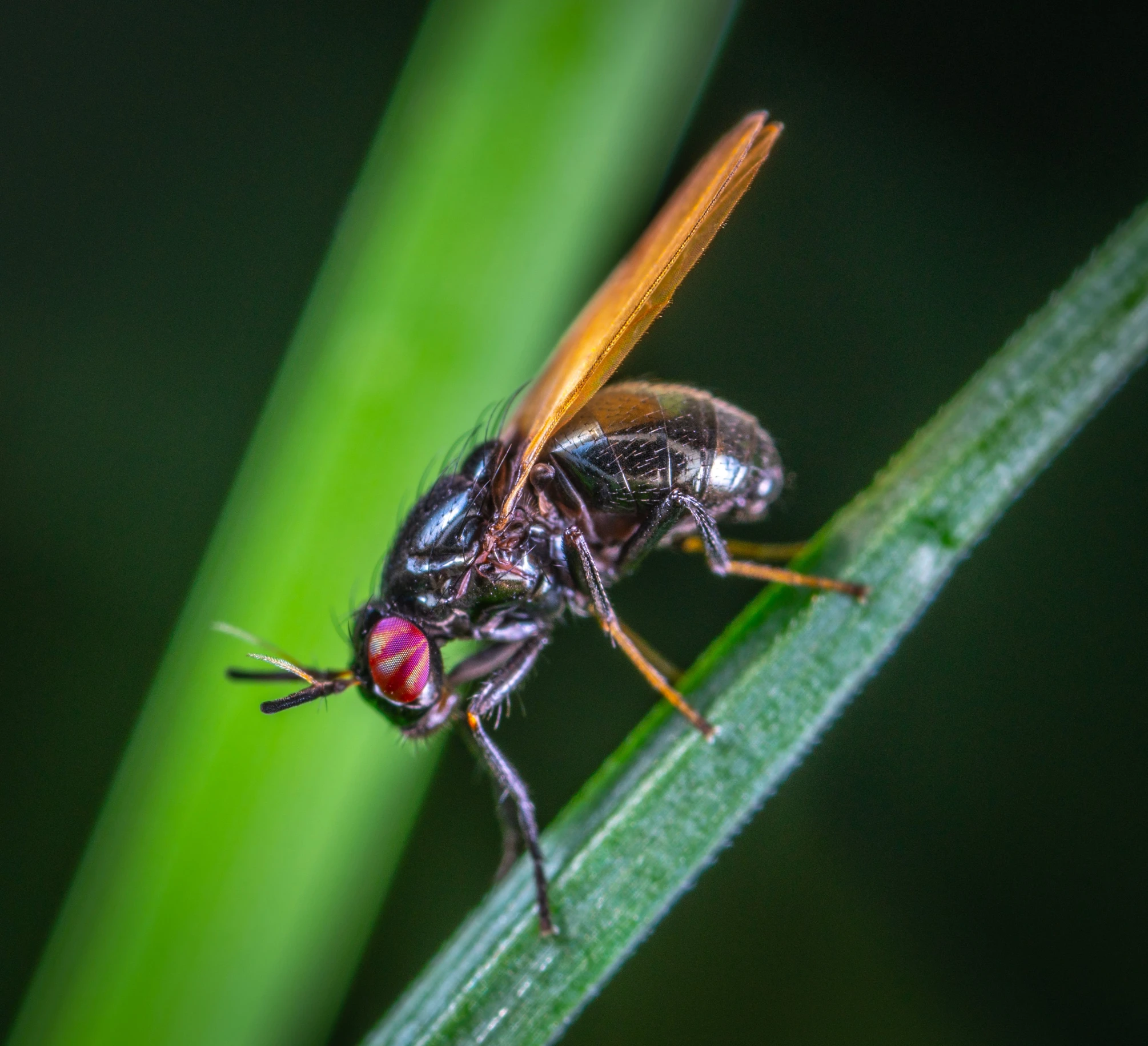 a close up of a fly on a blade of grass, pexels contest winner, hurufiyya, kuntilanak on tree, avatar image, red - eyed, male aeromorph