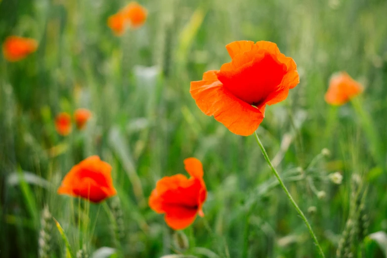 a field filled with lots of red flowers, by Jessie Algie, pexels, orange, poppy, dynamic closeup, profile image