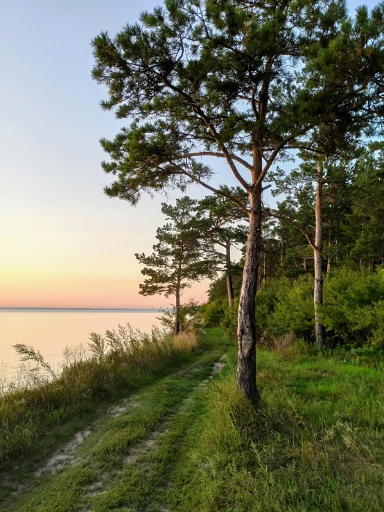 a red fire hydrant sitting on top of a lush green field, a picture, by Jan Tengnagel, unsplash, land art, pink tree beside a large lake, which shows a beach at sunset, tall pine trees, large path