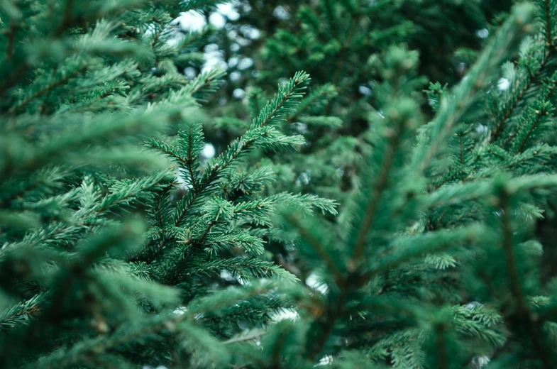 a close up of a bunch of pine trees, instagram post, an elegant green, 🦩🪐🐞👩🏻🦳, shot in canon 50mm f/1.2