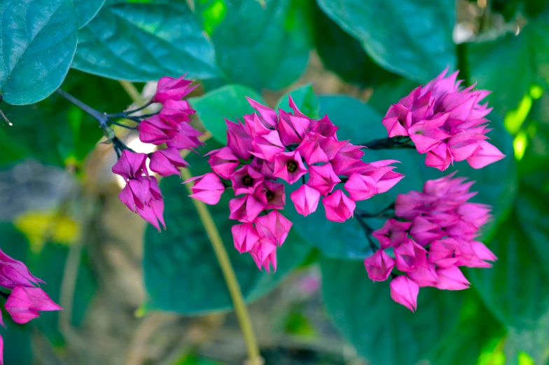 a close up of a bunch of pink flowers, by Julian Hatton, tropical flower plants, second colours - purple, best selling, vicious snapping alligator plant