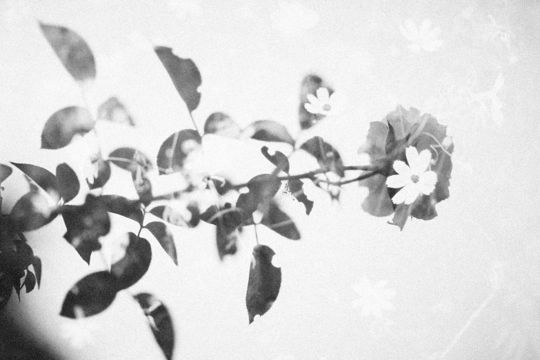 a black and white photo of flowers in a vase, a black and white photo, by Eizan Kikukawa, romanticism, leaves on branches, found film, malika favre, pastel flowery background