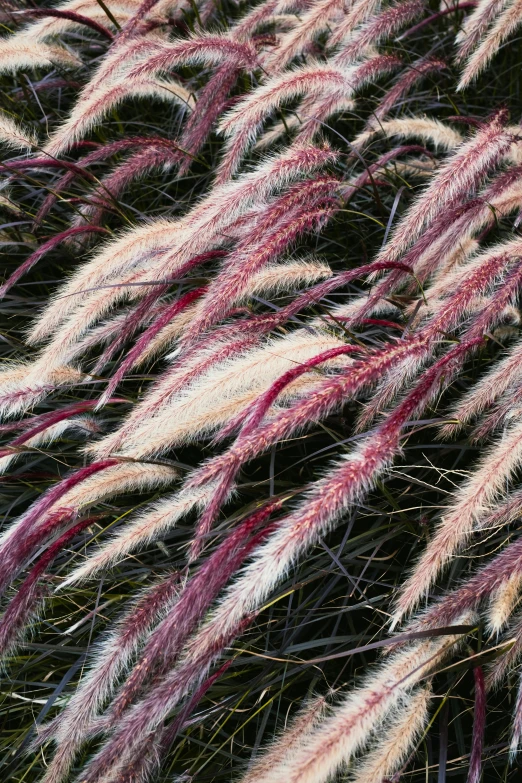 a bunch of pink and white grass blowing in the wind, a digital rendering, trending on pexels, wine red trim, cascade, autum, detail shot