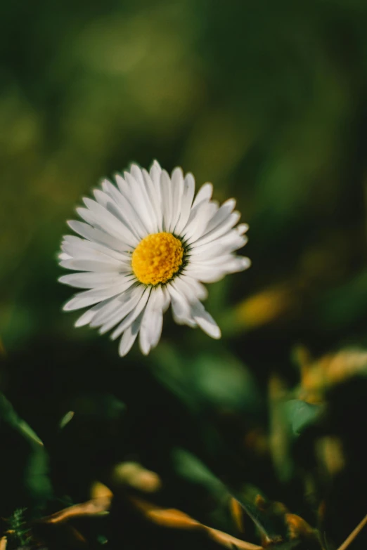 a single white flower sitting on top of a lush green field, by Sebastian Spreng, trending on unsplash, chamomile, medium format. soft light, paul barson, high resolution photo