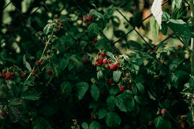 a bush of raspberries in front of a chain link fence, inspired by Elsa Bleda, unsplash, on a planet of lush foliage, high quality product image”