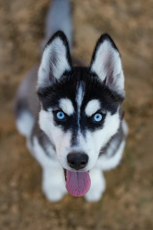 a black and white husky dog with blue eyes, pexels contest winner, 3 dimensional, grey ears, young male, mixed animal
